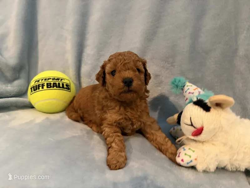 Large toy clear genetics  – Poodle - Toy  puppy for sale in Davie, FL