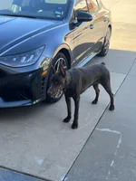 Tina, a female Doberman Pinscher for sale in Mansfield, TX – Photo 4 of 6