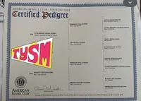 Tina, a female Doberman Pinscher for sale in Mansfield, TX – Photo 6 of 6