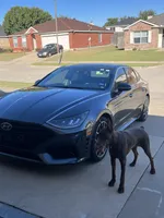 Tina, a female Doberman Pinscher for sale in Mansfield, TX – Photo 5 of 6