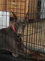 Tina, a female Doberman Pinscher for sale in Mansfield, TX – Photo 2 of 6