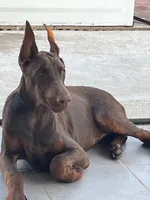 Tina, a female Doberman Pinscher for sale in Mansfield, TX – Photo 1 of 6