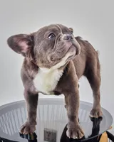 Lilac Tan, a female French Bulldog for sale in Killeen, TX – Photo 2 of 2