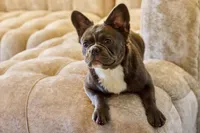 Lilac Tan, a female French Bulldog for sale in Killeen, TX – Photo 1 of 2