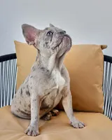 Zara, a female French Bulldog for sale in Killeen, TX – Photo 4 of 4