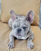 Zara, a female French Bulldog for sale in Killeen, TX – Photo 3 of 4