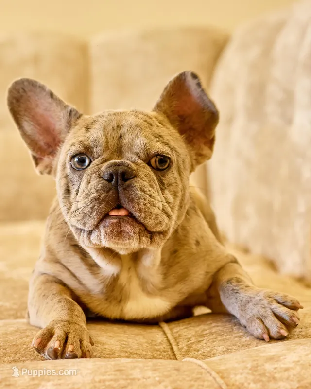 Zara, a female French Bulldog for sale in Killeen, TX – Photo 1 of 4