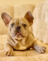 Zara, a female French Bulldog for sale in Killeen, TX – Photo 1 of 4
