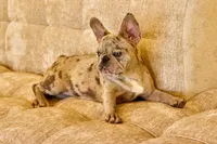 Zara, a female French Bulldog for sale in Killeen, TX – Photo 2 of 4