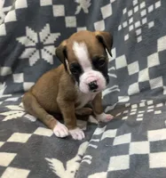 Charlie , a male Boxer for sale in Pueblo West, CO – 2 of 4