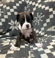 Max, a male Boxer for sale in Pueblo West, CO – 2 of 5