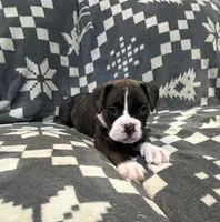 Max, a male Boxer for sale in Pueblo West, CO – 3 of 5