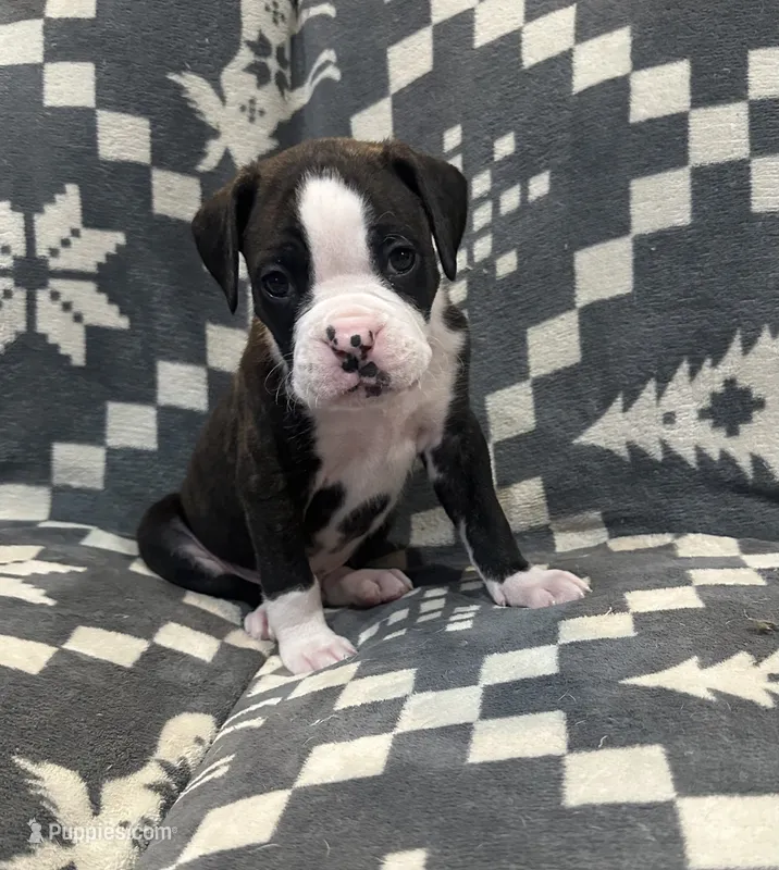Tyson – Boxer puppy for sale in Pueblo West, CO