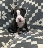 Tyson, a male Boxer for sale in Pueblo West, CO – 1 of 4