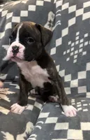 Tyson, a male Boxer for sale in Pueblo West, CO – 2 of 4