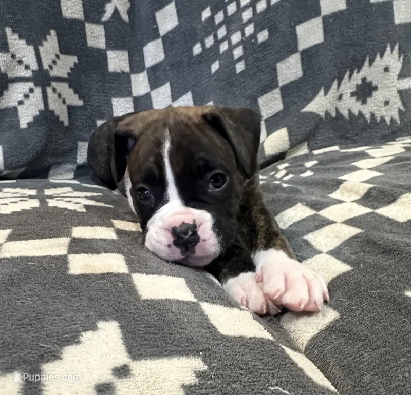 Max – Boxer puppy for sale in Pueblo West, CO