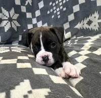 Max, a male Boxer for sale in Pueblo West, CO – 1 of 5