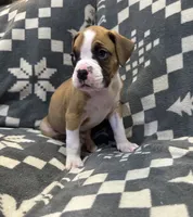 Rocky, a male Boxer for sale in Pueblo West, CO – 2 of 3