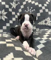 Tyson, a male Boxer for sale in Pueblo West, CO – 3 of 4