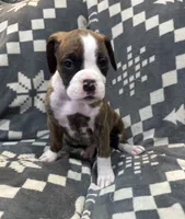 Roxie, a female Boxer for sale in Pueblo West, CO – 2 of 4