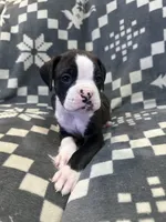 Tyson, a male Boxer for sale in Pueblo West, CO – 4 of 4