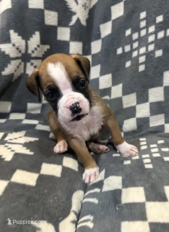 Charlie , a male Boxer for sale in Pueblo West, CO – 1 of 4