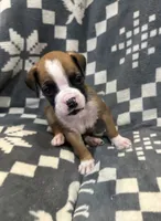 Charlie , a male Boxer for sale in Pueblo West, CO – 1 of 4