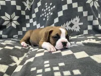 Rocky, a male Boxer for sale in Pueblo West, CO – 3 of 3