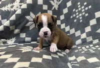 Charlie , a male Boxer for sale in Pueblo West, CO – 3 of 4