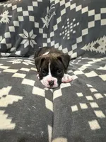 Max, a male Boxer for sale in Pueblo West, CO – 5 of 5