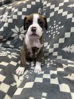 Roxie, a female Boxer for sale in Pueblo West, CO – 4 of 4