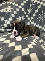 Max, a male Boxer for sale in Pueblo West, CO – 4 of 5