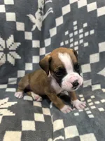Charlie , a male Boxer for sale in Pueblo West, CO – 4 of 4