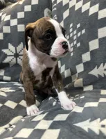 Roxie, a female Boxer for sale in Pueblo West, CO – 3 of 4