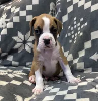 Rocky, a male Boxer for sale in Pueblo West, CO – 1 of 3