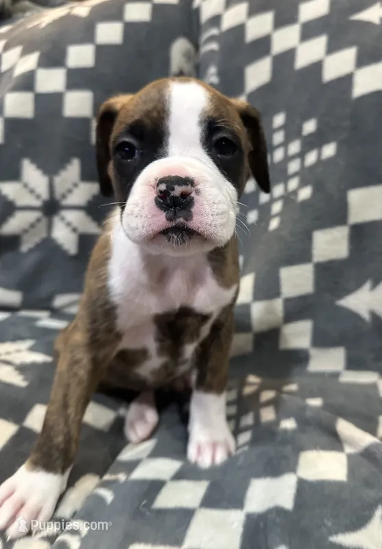 Roxie – Boxer puppy for sale in Pueblo West, CO