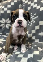 Roxie, a female Boxer for sale in Pueblo West, CO – 1 of 4