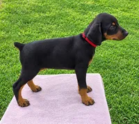 Siemar's Puppy, a male Doberman Pinscher for sale in Durham, NC – 2 of 2