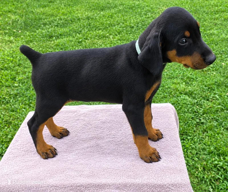 Siemar's Puppy – Doberman Pinscher puppy for sale in Durham, NC