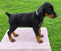 Siemar's Puppy, a male Doberman Pinscher for sale in Durham, NC – 1 of 2