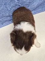 red, a male Miniature Australian Shepherd for sale in Mount Ayr, IA – 2 of 4