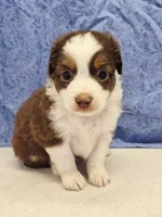 red, a male Miniature Australian Shepherd for sale in Mount Ayr, IA – 4 of 4