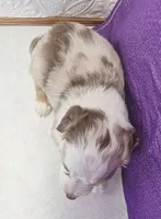 willow, a female Miniature Australian Shepherd for sale in Mount Ayr, IA – 3 of 4
