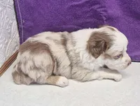 willow, a female Miniature Australian Shepherd for sale in Mount Ayr, IA – 4 of 4