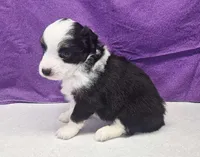 karma, a female Miniature Australian Shepherd for sale in Mount Ayr, IA – 2 of 3