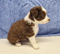 red, a male Miniature Australian Shepherd for sale in Mount Ayr, IA – 3 of 4