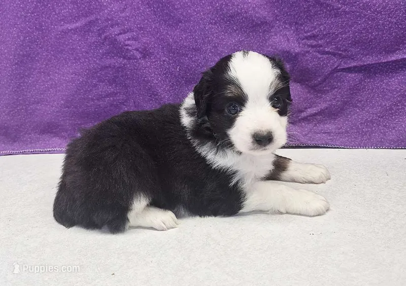karma – Miniature Australian Shepherd puppy for sale in Mount Ayr, IA
