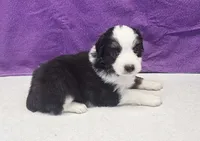 karma, a female Miniature Australian Shepherd for sale in Mount Ayr, IA – 1 of 3