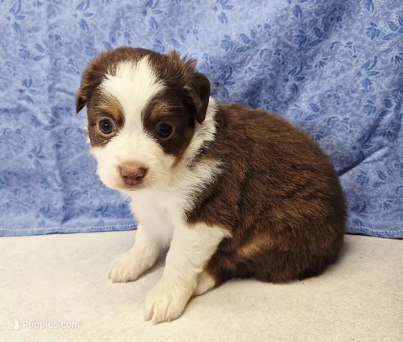 red – Miniature Australian Shepherd puppy for sale in Mount Ayr, IA