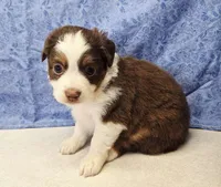 red, a male Miniature Australian Shepherd for sale in Mount Ayr, IA – 1 of 4